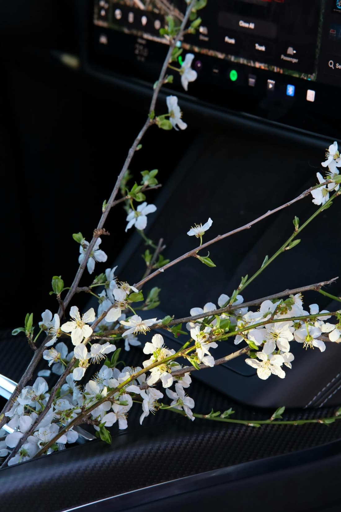 Fresh flowers placed on the center console of a professionally detailed car in West Plains, MO by Premier Detailing.