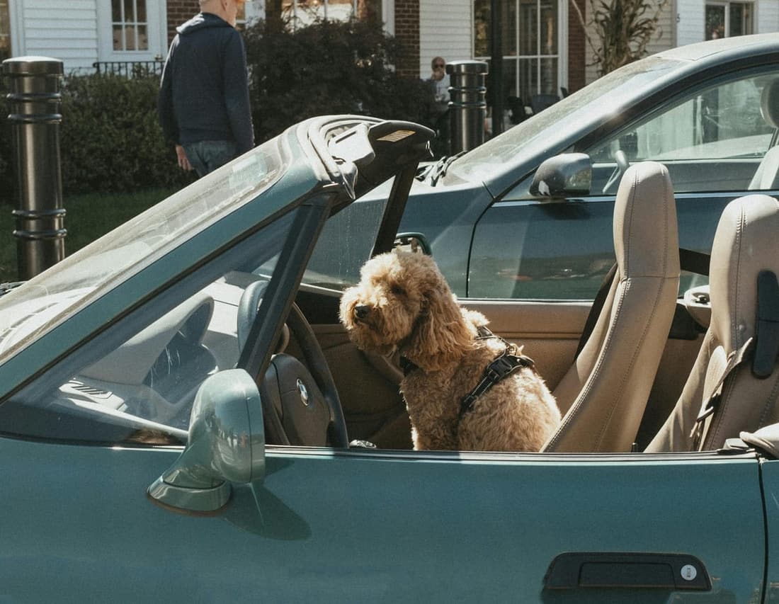 Dog sitting in a convertible car, representing pet hair issues in vehicles — Premier Detailing, West Plains MO