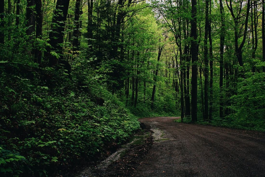 A winding dirt road through a lush green forest after rainfall.